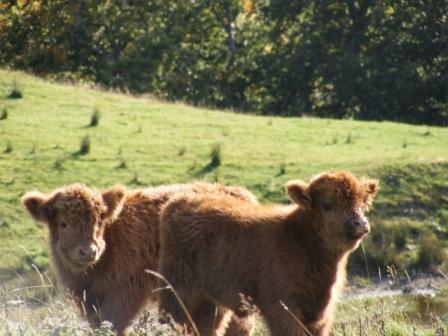 Highland Calves