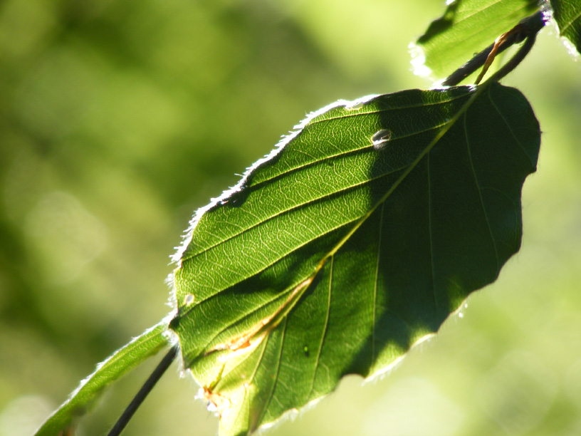 Leaf