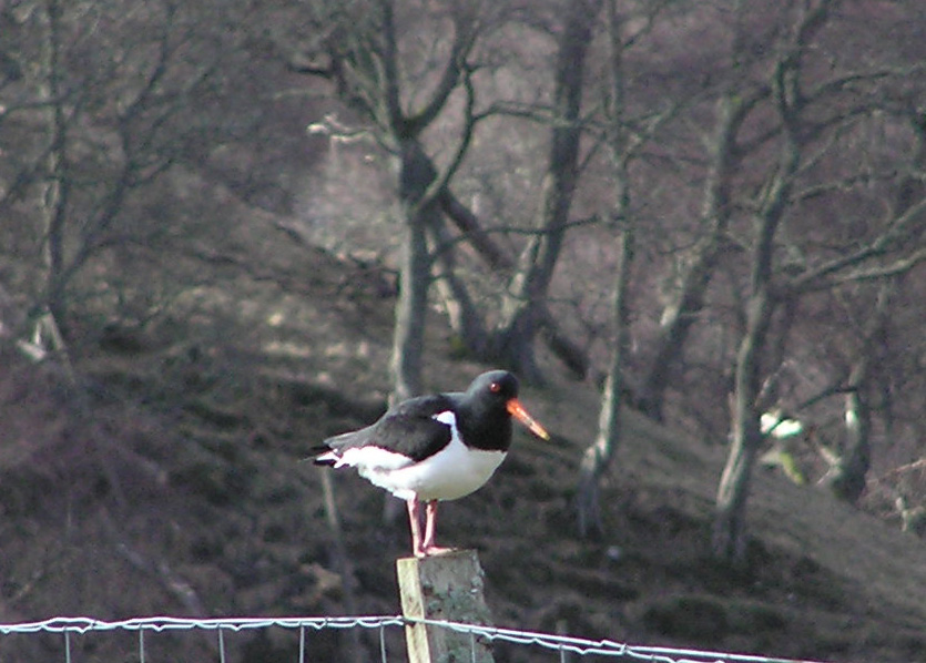 Oyster Catcher
