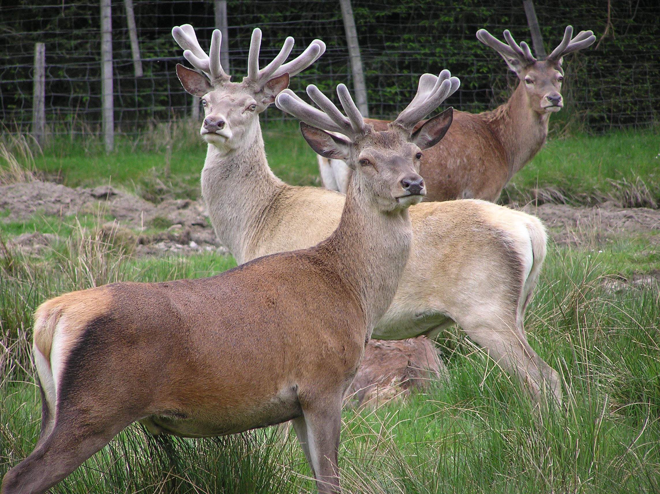 Stags in velvet