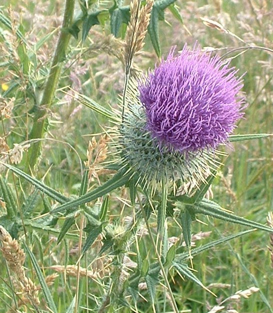 Thistle